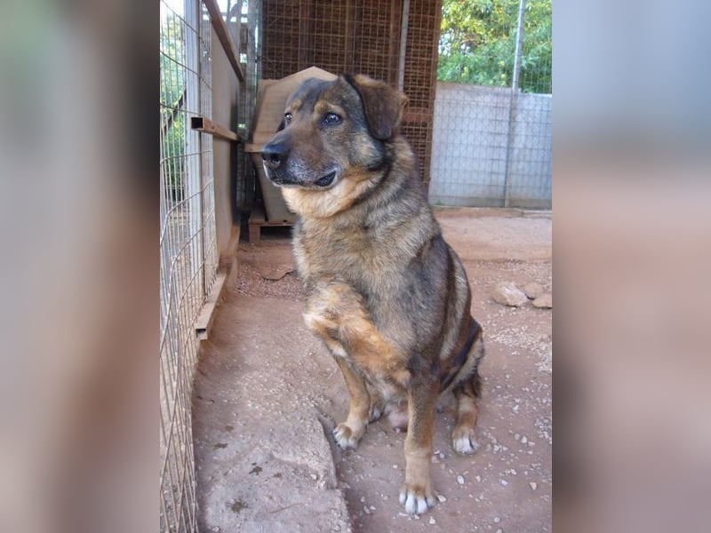 Manthos - sein Blick weise-melancholisch, seine Schnauze grau, sein Herz voller Liebe