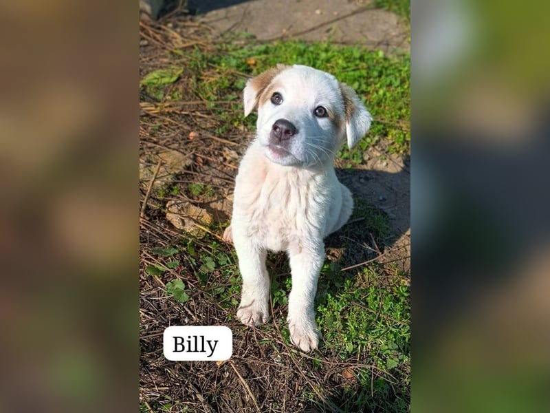 Billy - sanfter Bub auf der Suche nach dem Glück