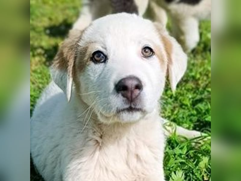 Billy - sanfter Bub auf der Suche nach dem Glück