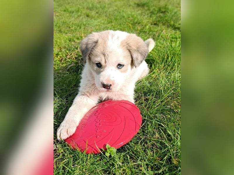Bruno - kleine Grinsebacke