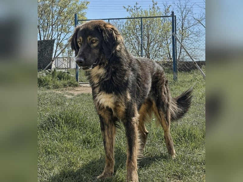 Mowgli sucht Liebe und Frieden