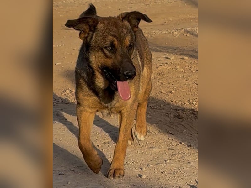 Zauberhafter Sirius wurde einfach ausgesetzt