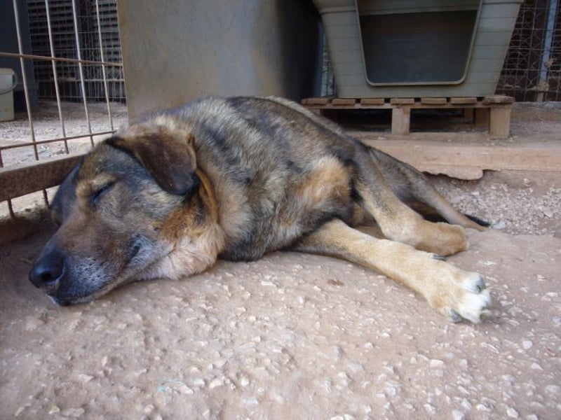 Manthos - sein Blick weise-melancholisch, seine Schnauze grau, sein Herz voller Liebe