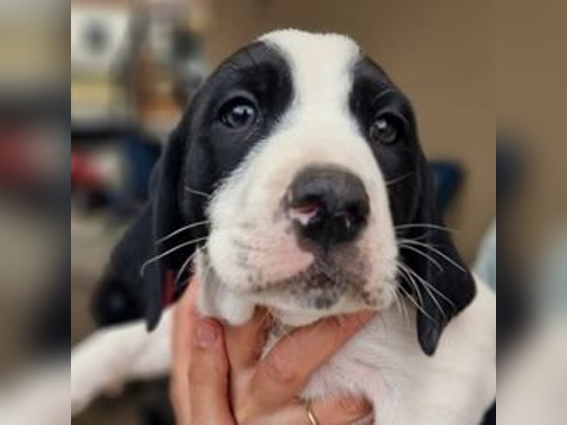 Faris - ein Sonnenschein