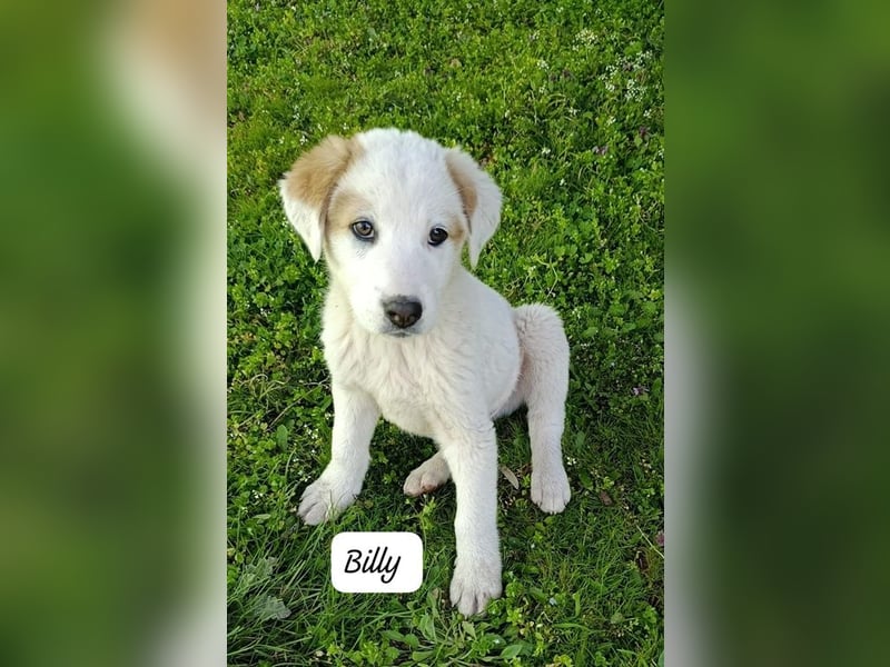 Billy - sanfter Bub auf der Suche nach dem Glück