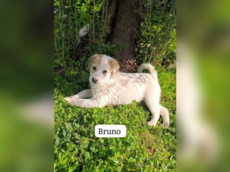 Bruno - kleine Grinsebacke