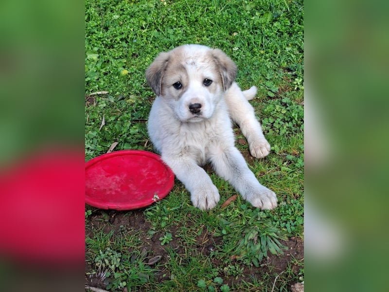 Bruno - kleine Grinsebacke