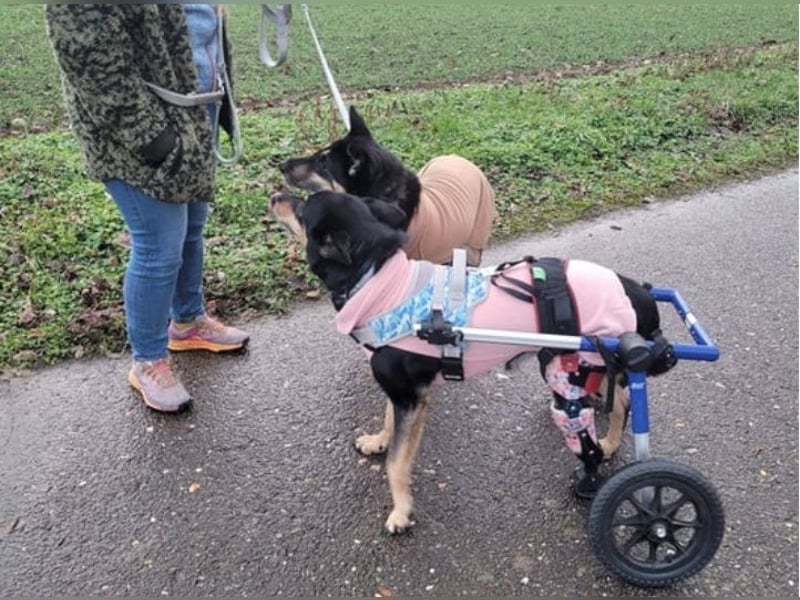 Niki - auch Patenschaften gesucht