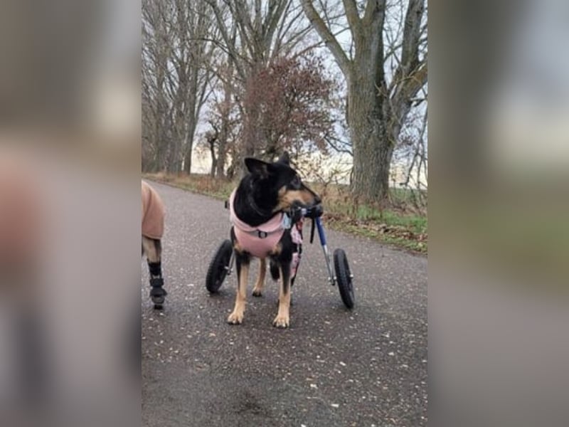 Niki - auch Patenschaften gesucht