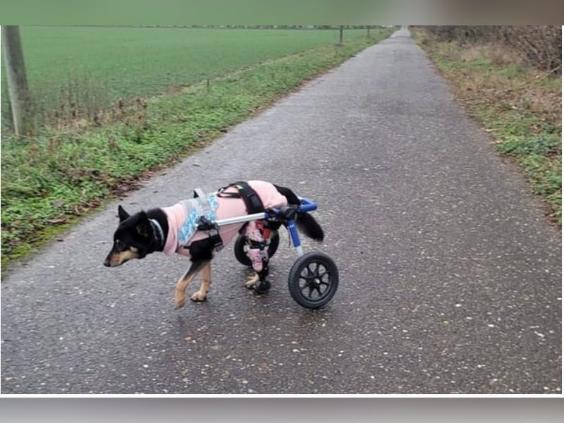 Niki - auch Patenschaften gesucht