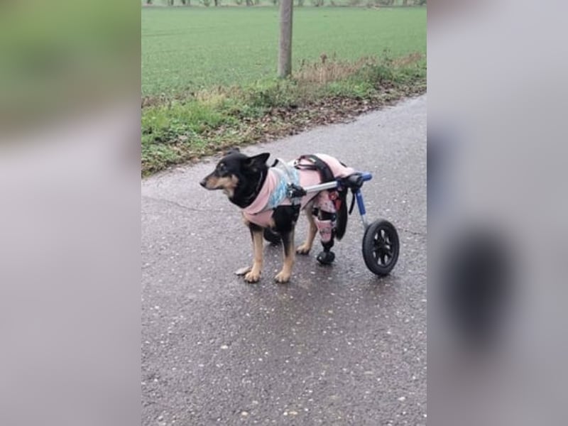 Niki - auch Patenschaften gesucht