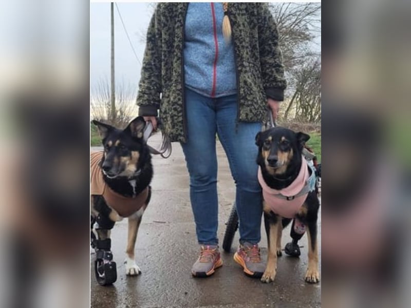 Niki - auch Patenschaften gesucht