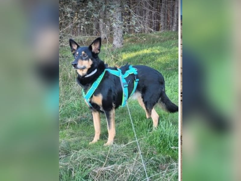 Niki - auch Patenschaften gesucht