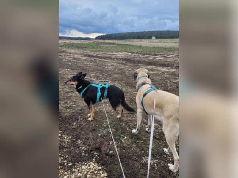 Niki - auch Patenschaften gesucht