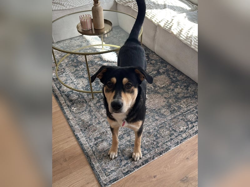 aufgeweckter Arne sucht liebevolles, hundeerfahrenes Zuhause