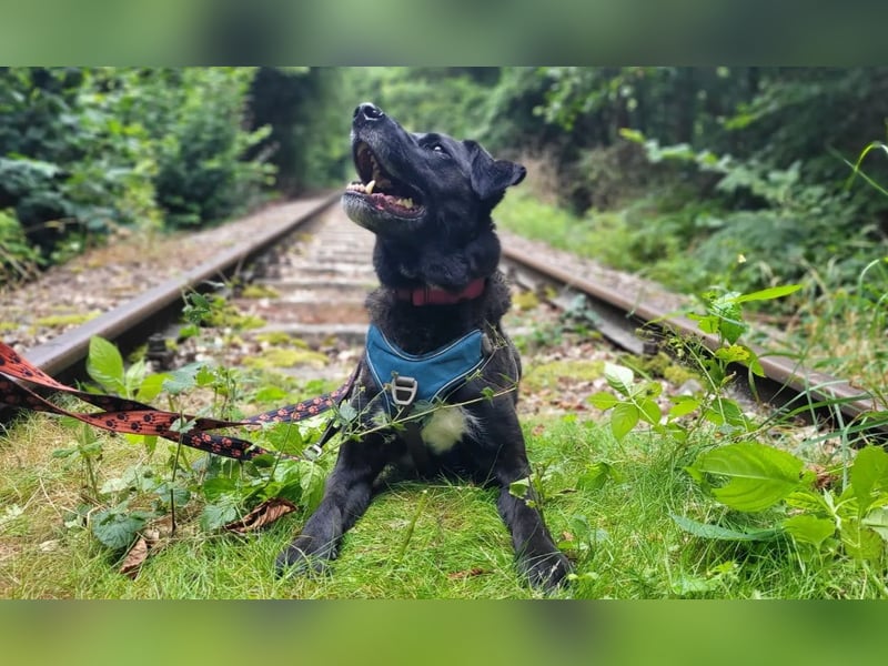 Oreo sucht seine Herzensmenschen