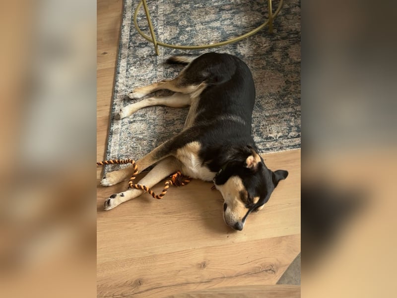 aufgeweckter Arne sucht liebevolles, hundeerfahrenes Zuhause