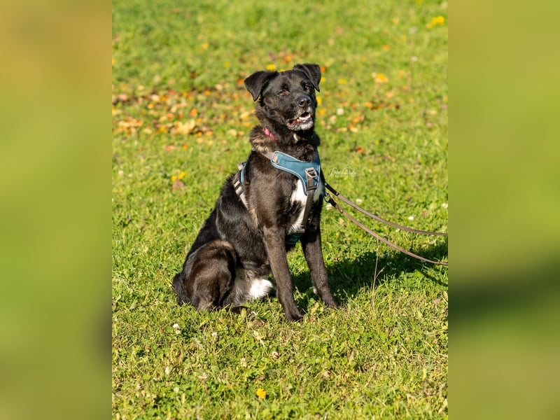 Oreo sucht seine Herzensmenschen