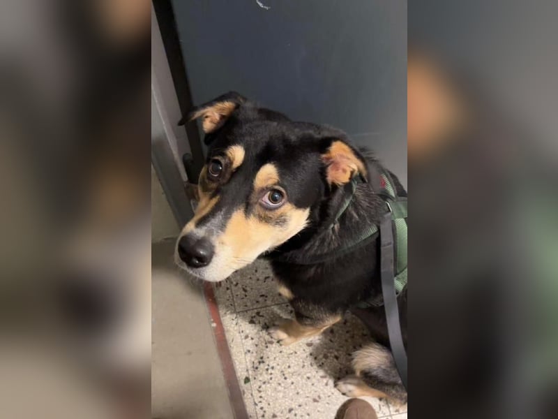 Fröhlicher und aufgeweckter Aarne sucht seine Menschen