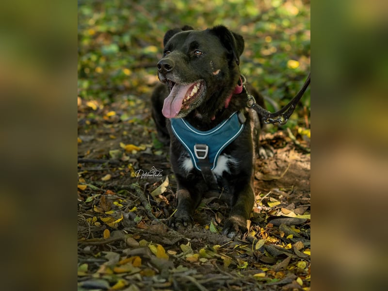 Oreo sucht seine Herzensmenschen