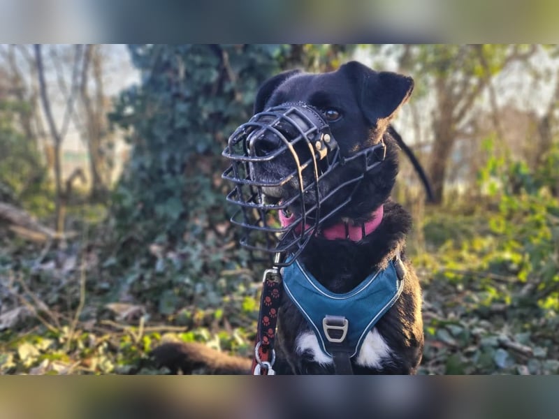 Oreo sucht seine Herzensmenschen