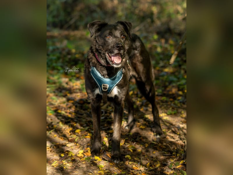 Oreo sucht seine Herzensmenschen