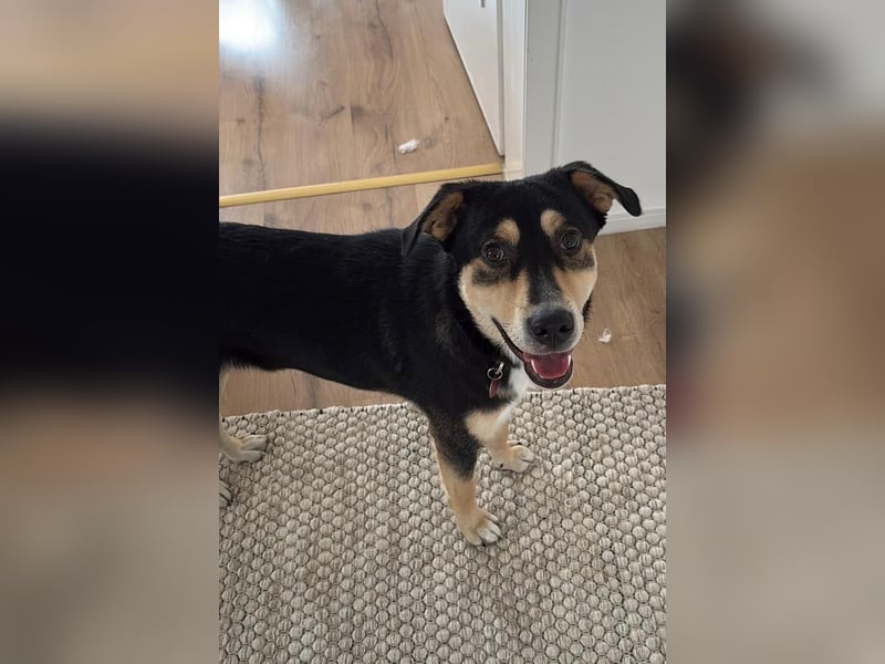 Fröhlicher und aufgeweckter Aarne sucht seine Menschen