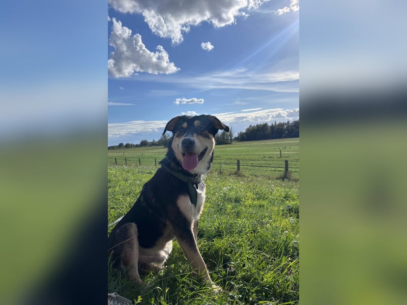 Lieber, fröhlicher Aarne sucht seine Familie