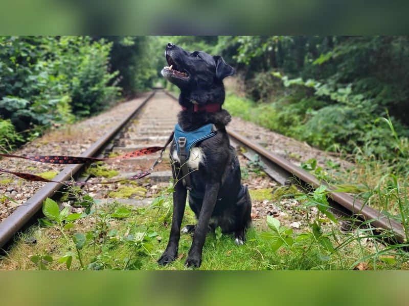 Oreo sucht seine Herzensmenschen