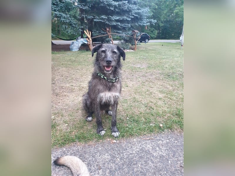 Verschmuster Murphy sucht ein Zuhause