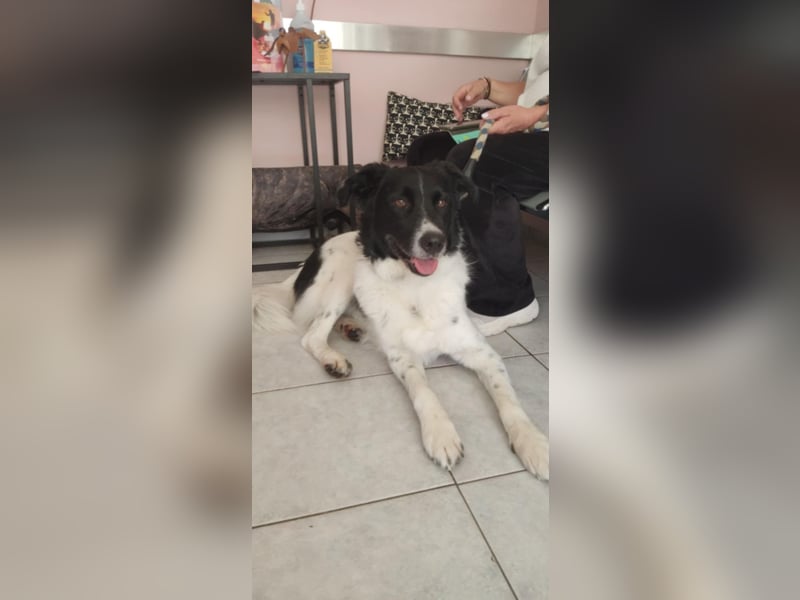 Victor sucht ein zu Hause