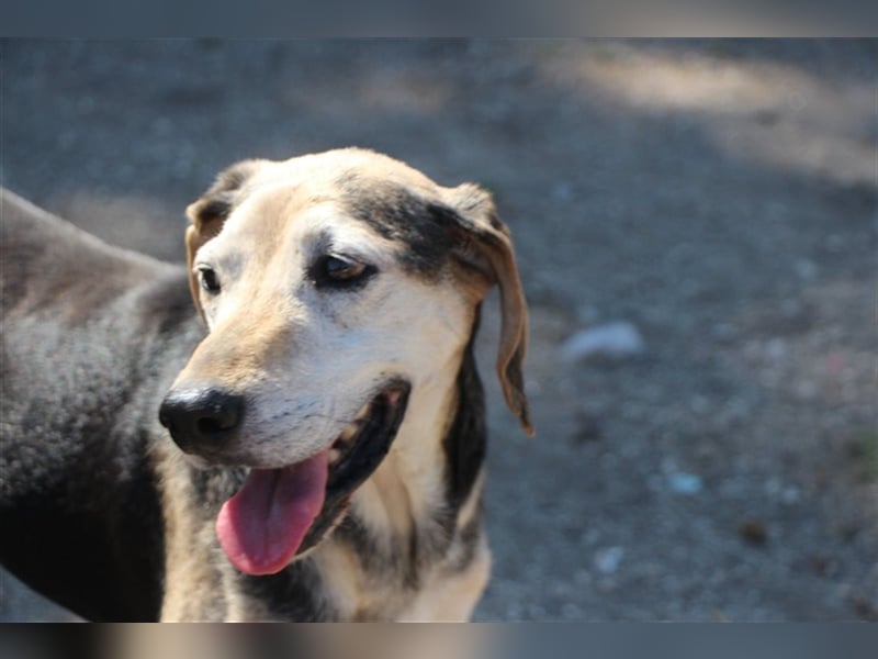 Florian, ein großer, alter Herr Florian, ein großer, alter Herr