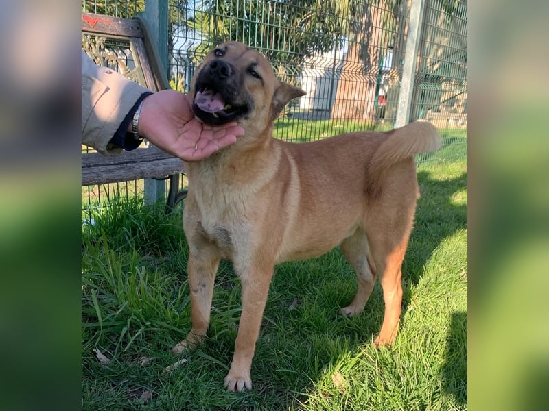  ETTORE – Der sanfte Entdecker auf vier Pfoten