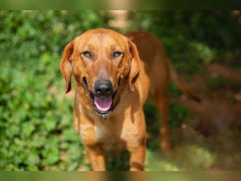  Lerne ARIEL kennen – Deine neue treue Begleiterin! 