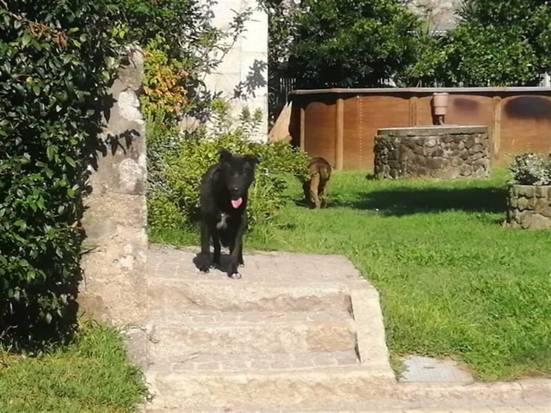 Sawyer - unvergessliche Augen