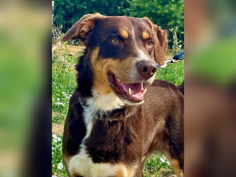 Matrix, der Gentleman