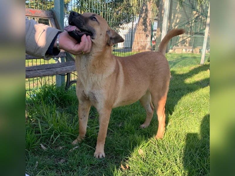  ETTORE – Der sanfte Entdecker auf vier Pfoten