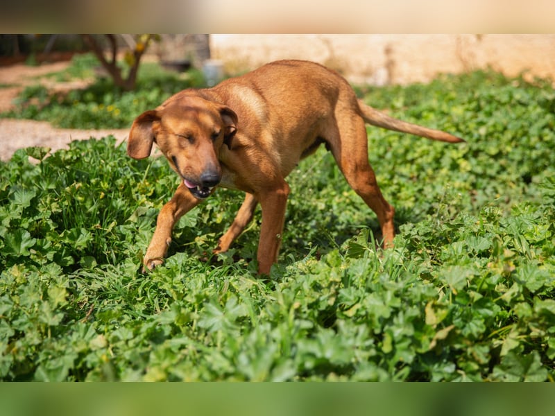  Lerne ARIEL kennen – Deine neue treue Begleiterin! 
