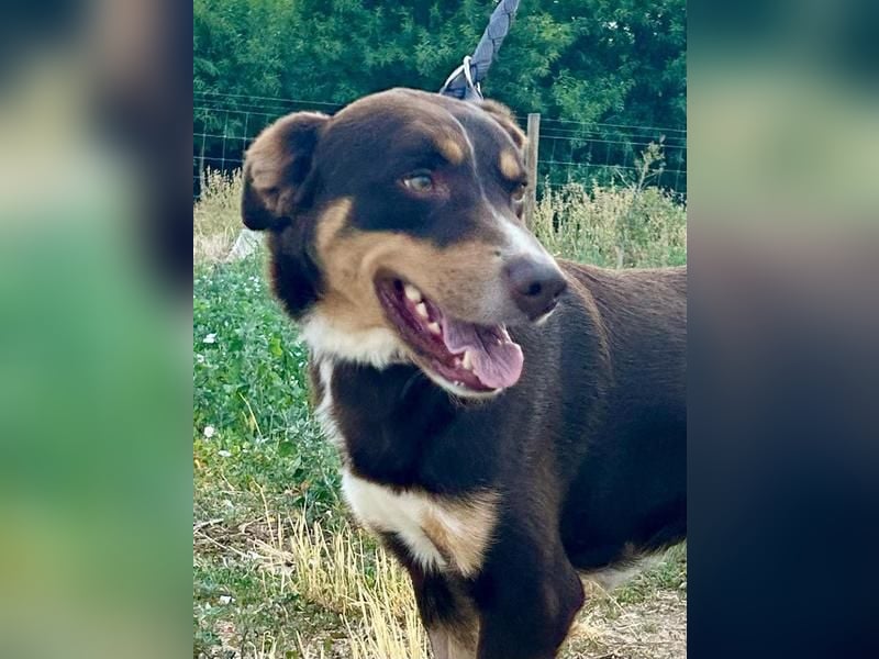 Matrix, der Gentleman