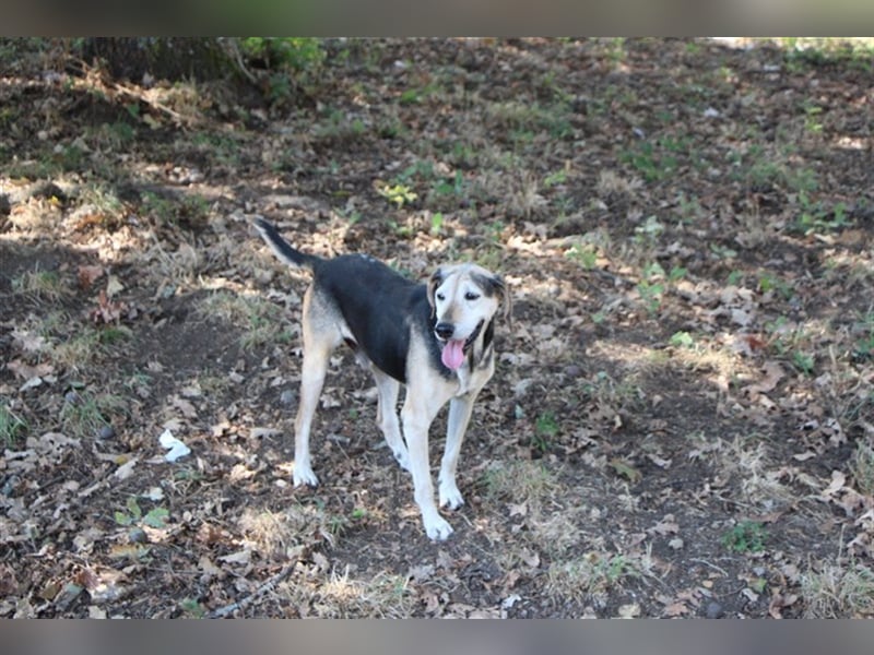 Florian, ein großer, alter Herr Florian, ein großer, alter Herr