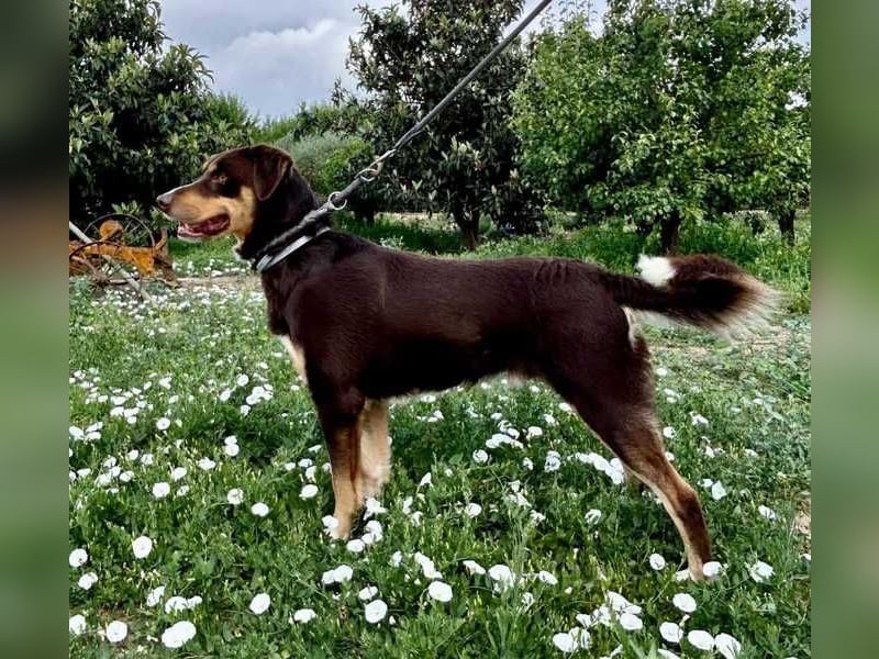 Matrix, der Gentleman