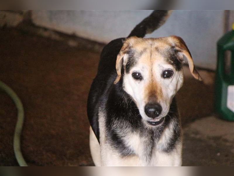 Florian, ein großer, alter Herr Florian, ein großer, alter Herr