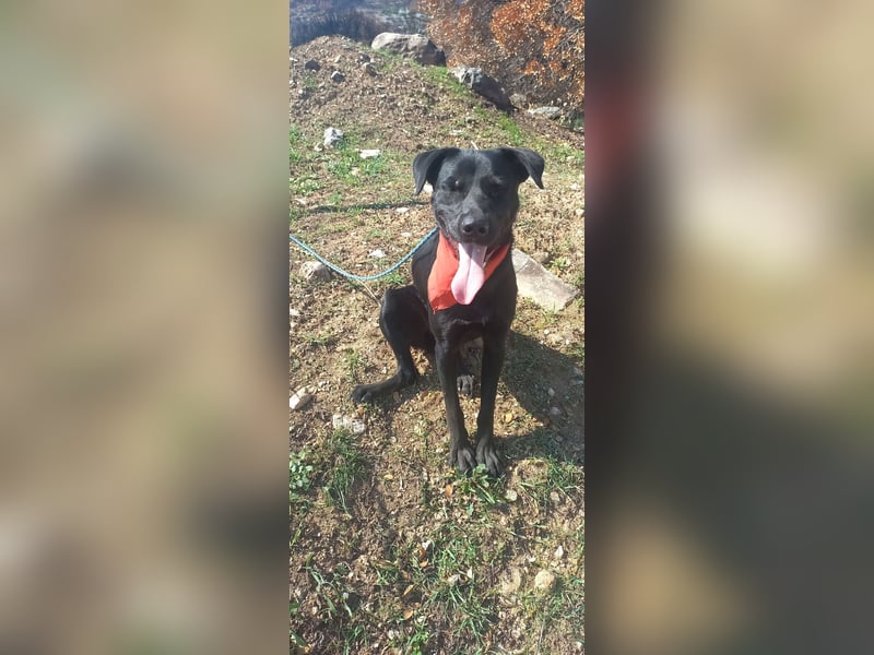  HARVEY – Der lebhafte Kuschelbär von Kreta