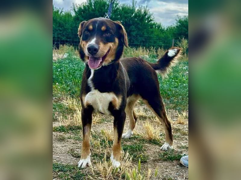 Matrix, der Gentleman