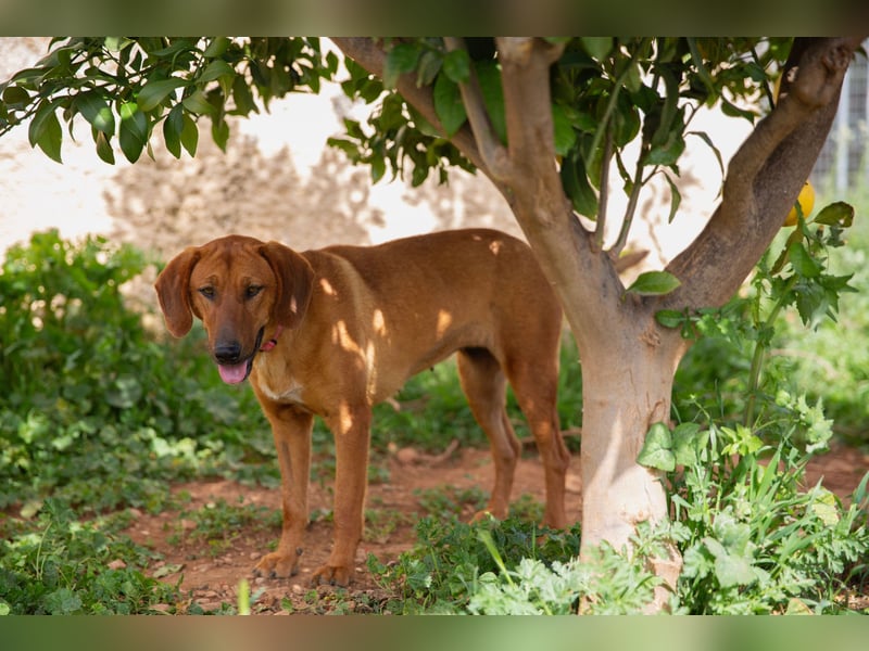  Lerne ARIEL kennen – Deine neue treue Begleiterin! 