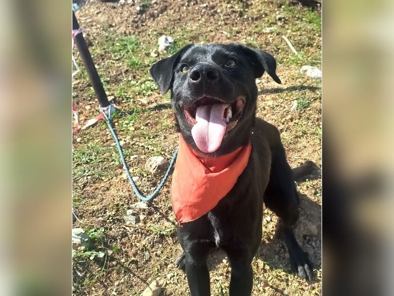  HARVEY – Der lebhafte Kuschelbär von Kreta