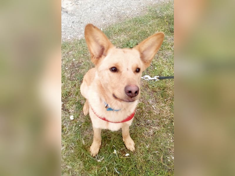 Keks sucht ein zu Hause