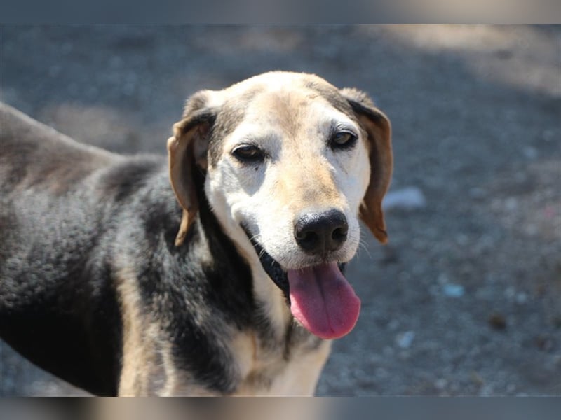 Florian, ein großer, alter Herr Florian, ein großer, alter Herr