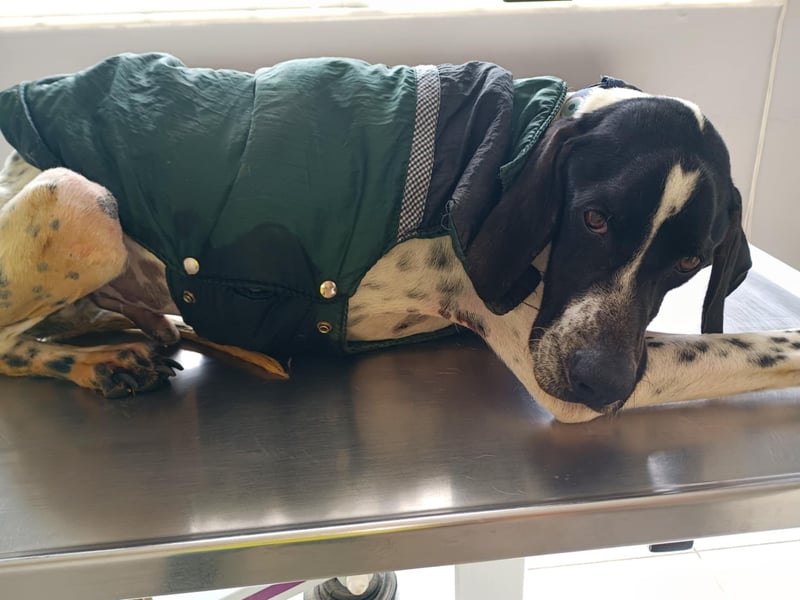  AMBER – Kleines Wunder mit großem Herzen 