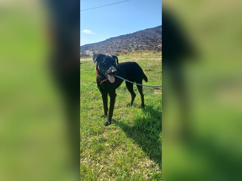  HARVEY – Der lebhafte Kuschelbär von Kreta